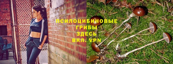прущие грибы Беломорск