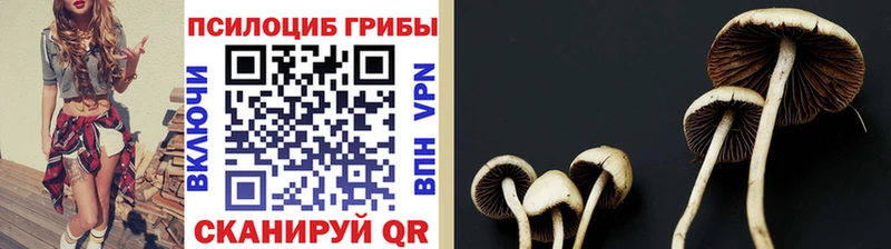 Купить  Нариманов  Псилоцибиновые грибы мицелий 